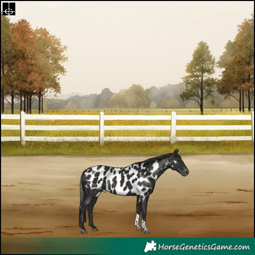 Horse Color:Liver Chestnut Tobiano Skewed Appaloosa Rabicano 