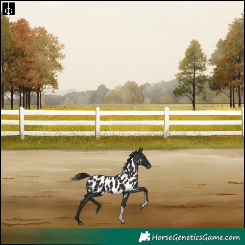 Horse Color:Liver Chestnut Tobiano Skewed Appaloosa Rabicano 