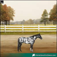 Horse Color:Liver Chestnut Tobiano Skewed Appaloosa Rabicano