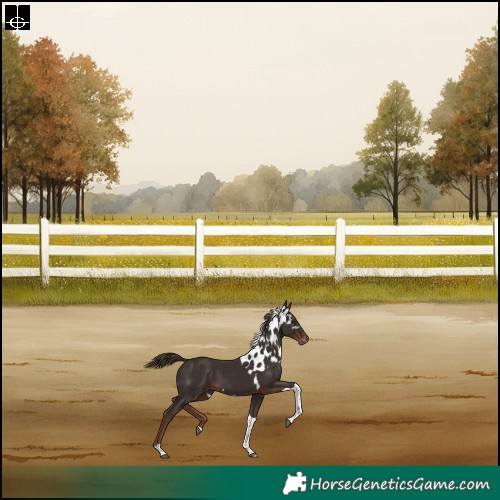 Horse Color:Liver Chestnut Tobiano Skewed Appaloosa Rabicano