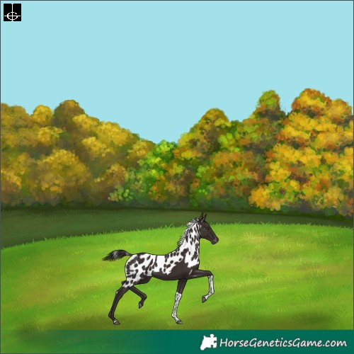 Horse Color:Liver Chestnut Tobiano Skewed LP Spotted Rabicano 