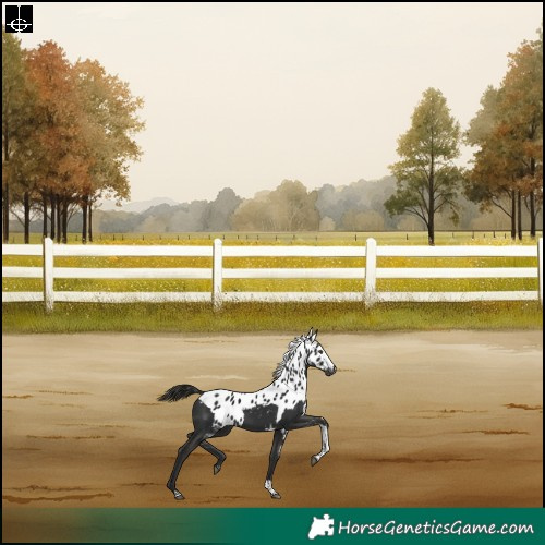 Horse Color:Liver Chestnut Tobiano Skewed Appaloosa Rabicano