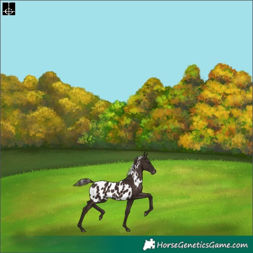 Horse Color:Liver Chestnut Skewed Appaloosa Rabicano 