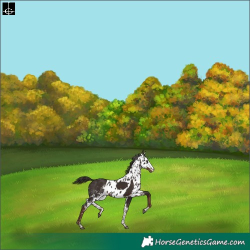 Horse Color:Liver Chestnut Tobiano Skewed LP Spotted Rabicano 
