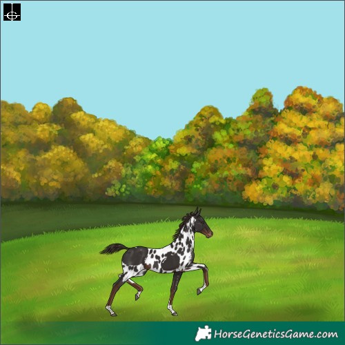 Horse Color:Liver Chestnut Tobiano Skewed LP Spotted Rabicano 