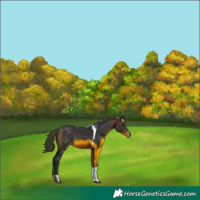 Horse Color:Brown Tobiano 