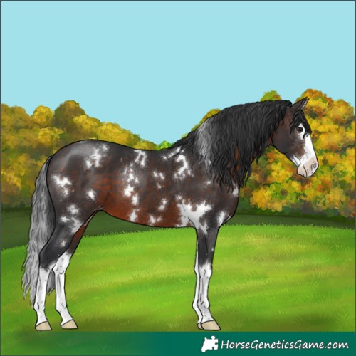 Horse Color:White Spotted Brown Splash Appaloosa 