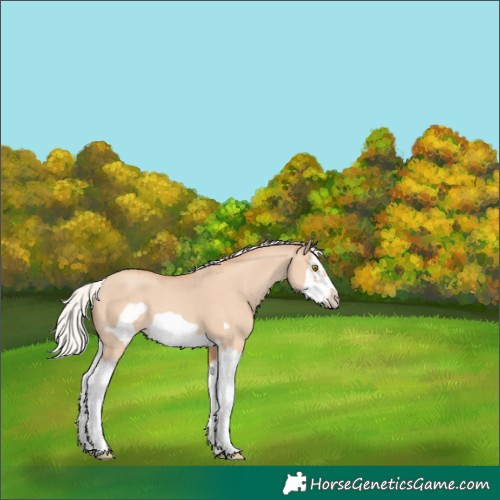 Horse Color:Silver Classic Champagne Dun Splash Frame