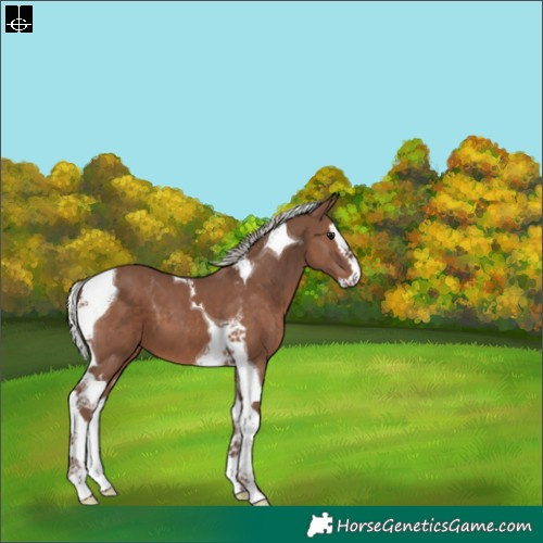 Horse Color:Silver Black Splash Tobiano 