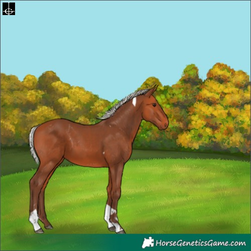 Horse Color:Silver Bay Tobiano 
