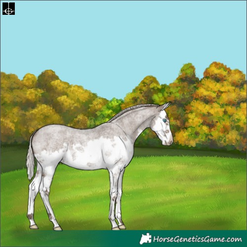 Horse Color:Silver Blue Roan Splash 