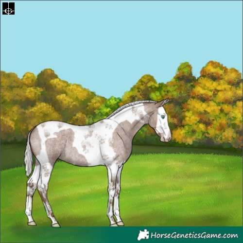Horse Color:Silver Blue Roan Splash Tobiano 