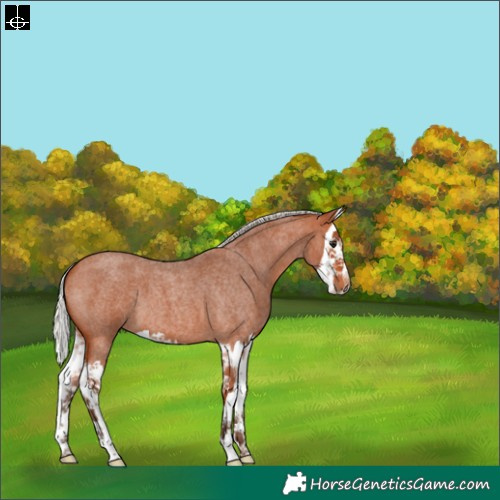 Horse Color:Silver Bay Roan Splash 