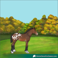 Horse Color:Bay Appaloosa 