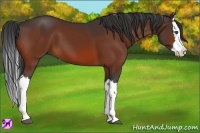 Horse Color:Bay Splash 