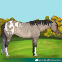 Horse Color:Brown Dun Appaloosa Rabicano