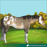 Horse Color:Buckskin Dun Sabino Appaloosa Rabicano 