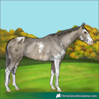 Horse Color:Buckskin Dun Sabino Blanket Rabicano