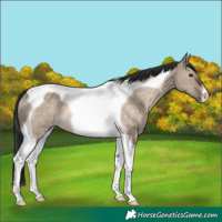 Horse Color:Brown Dun Tobiano Rabicano 