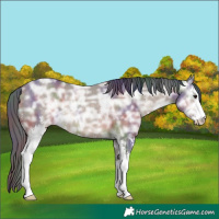 Horse Color:Nacre Brown Ice Dun Sabino Rabicano 
