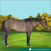 Horse Color:Brown Dun Rabicano