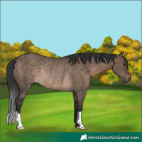 Horse Color:Brown Dun Rabicano