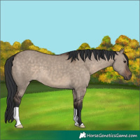 Horse Color:Brown Dun 