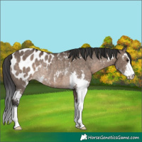 Horse Color:Brown Dun Sabino Appaloosa Rabicano 