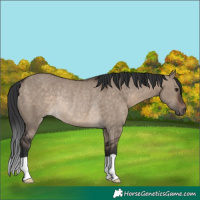 Horse Color:Brown Dun Rabicano 