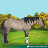 Horse Color:Brown Dun Rabicano