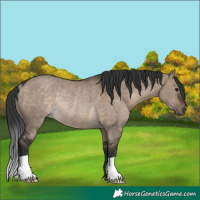 Horse Color:Brown Dun Rabicano