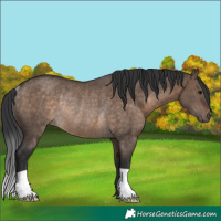Horse Color:Brown Dun Rabicano