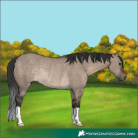 Horse Color:Brown Dun Rabicano