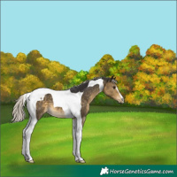 Horse Color:Silver Buckskin Tobiano 