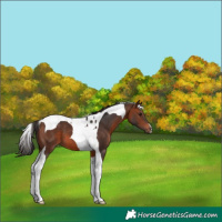 Horse Color:Brown Tobiano 