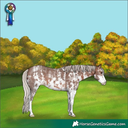 Horse Color:Silver Brown Sabino 