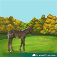 Horse Color:Silver Buckskin