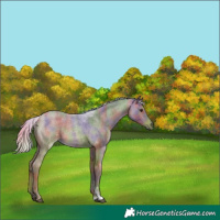 Horse Color:Nacre Silver Buckskin Roan Sabino 