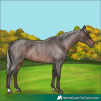 Horse Color:Silver Brown Roan 