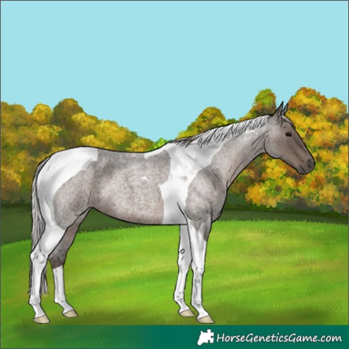 Horse Color:Silver Blue Roan Tobiano