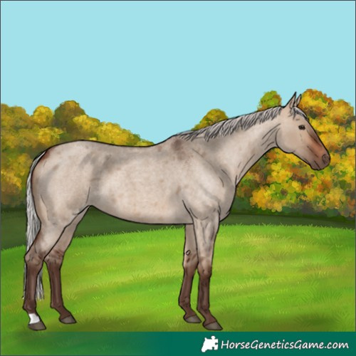 Horse Color:Silver Bay Roan Dun