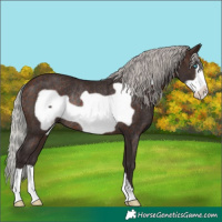 Horse Color:Silver Brown Frame Rabicano