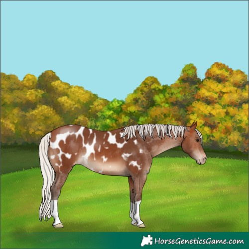 Horse Color:Silver Brown Near Leopard 