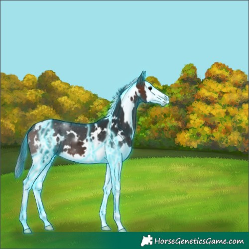 Horse Color:Thunderstruck White Spotted Bay Splash Appaloosa 