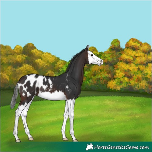 Horse Color:Brown Splash Appaloosa 