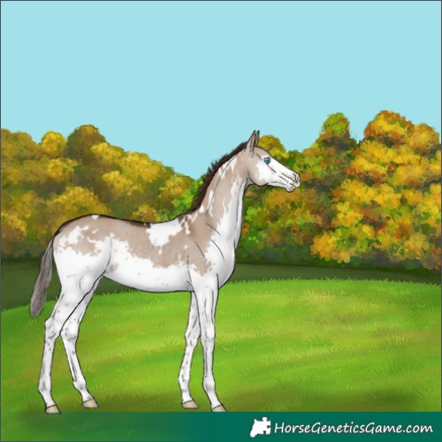 Horse Color:White Spotted Liver Red Dun Splash Rabicano 
