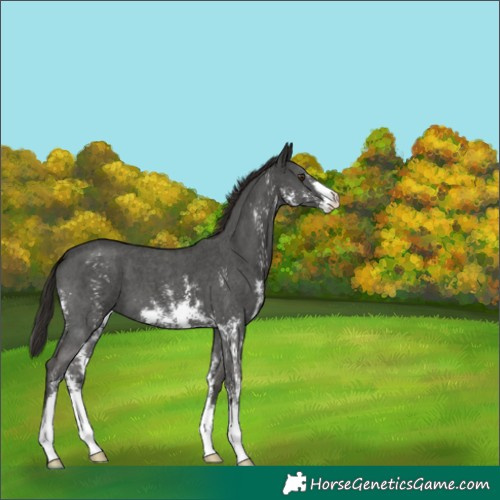 Horse Color:Liver Chestnut Sabino