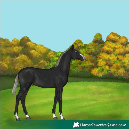 Horse Color:Gray Silver Brown 