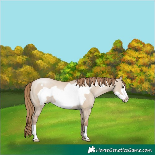 Horse Color:Grullo Pearl Frame 