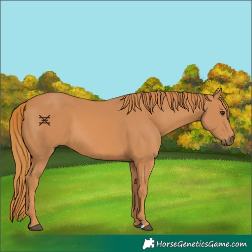 Horse Color:Chestnut 